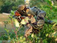 /album/fotogaleria/boa-constrictor-constrictor-boa-macaballo-jpg/